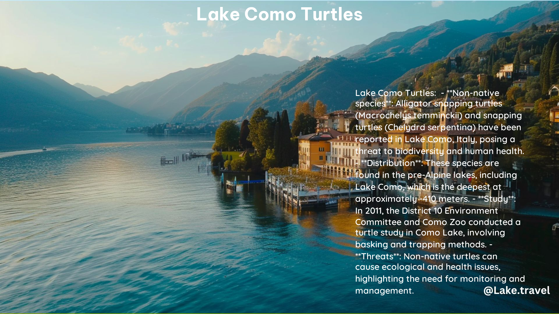 Lake Como Turtles