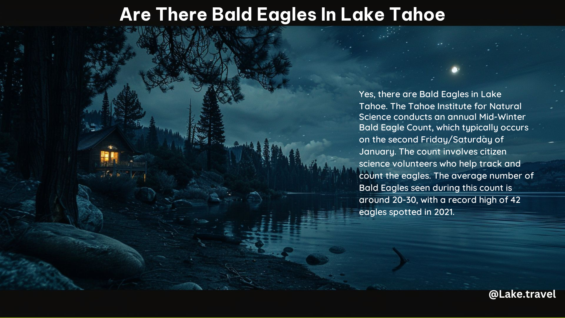 Are There Bald Eagles in Lake Tahoe