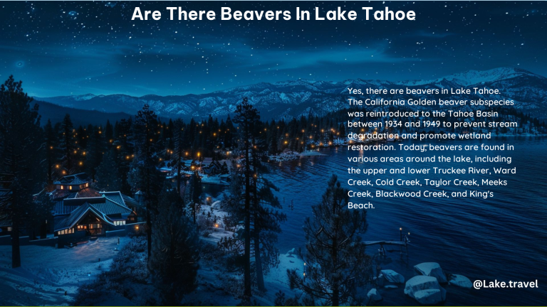 Are There Beavers in Lake Tahoe