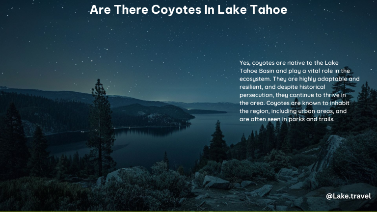 Are There Coyotes in Lake Tahoe