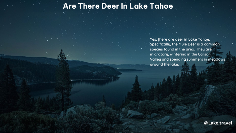 Are There Deer in Lake Tahoe