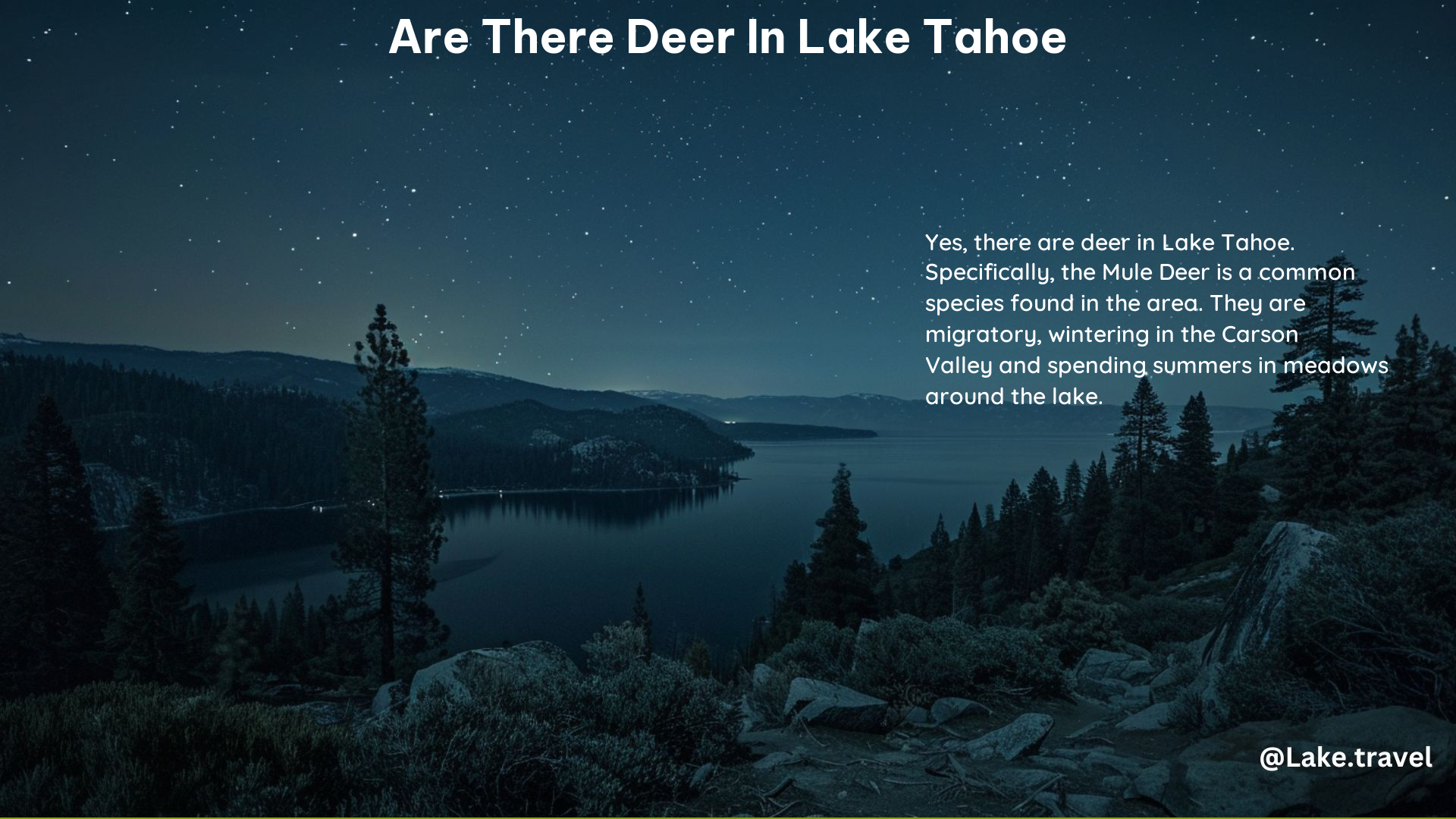 Are There Deer in Lake Tahoe