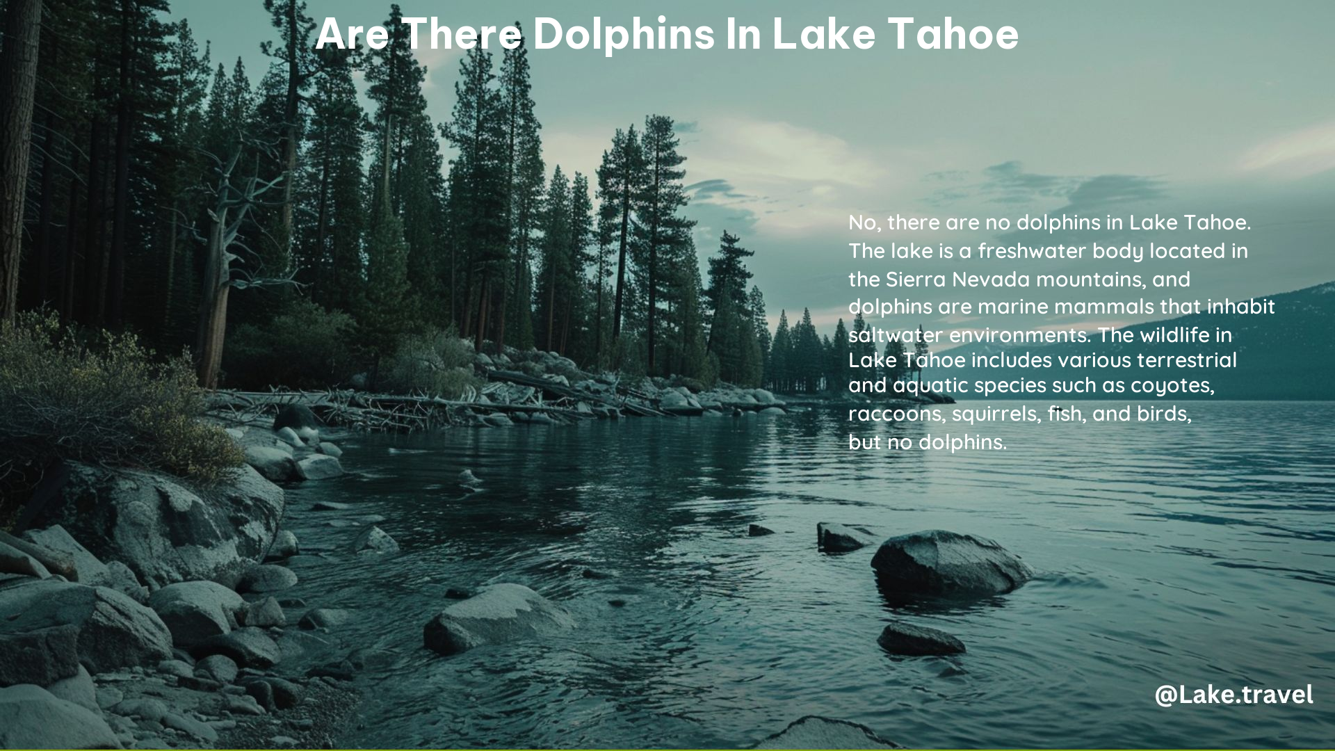 Are There Dolphins in Lake Tahoe