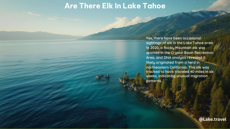 Are There Elk in Lake Tahoe