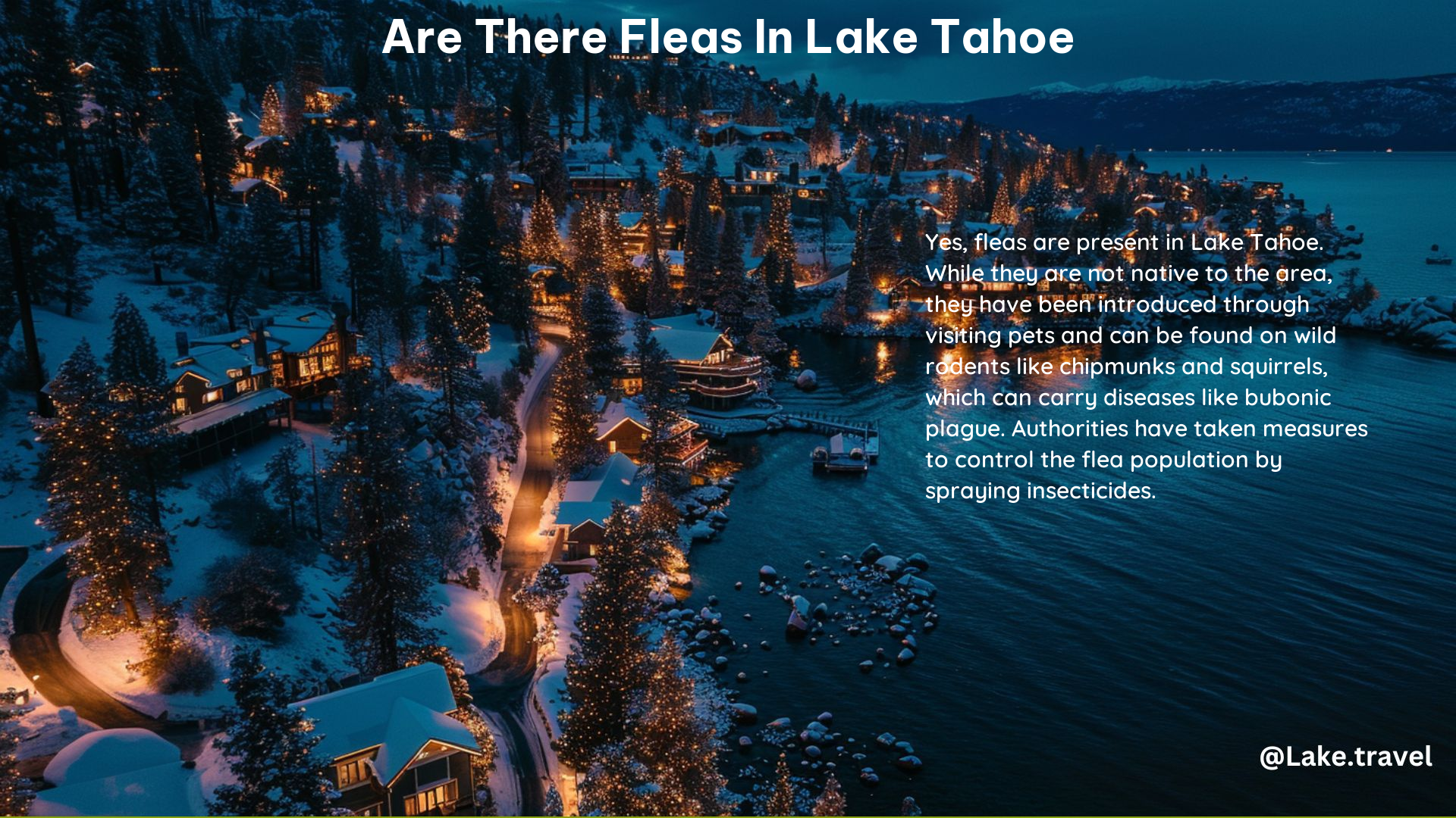 Are There Fleas in Lake Tahoe