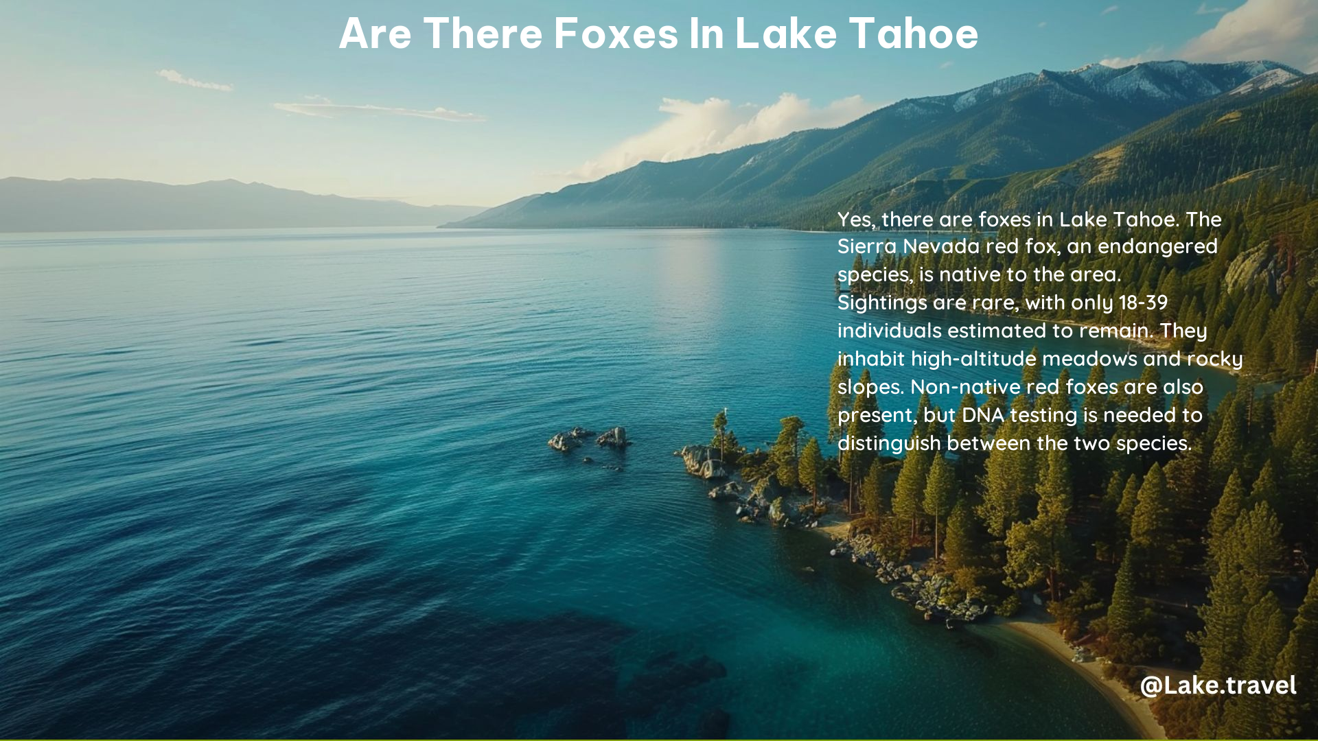 Are There Foxes in Lake Tahoe