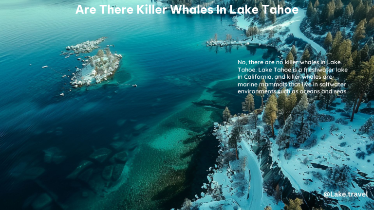 Are There Killer Whales in Lake Tahoe