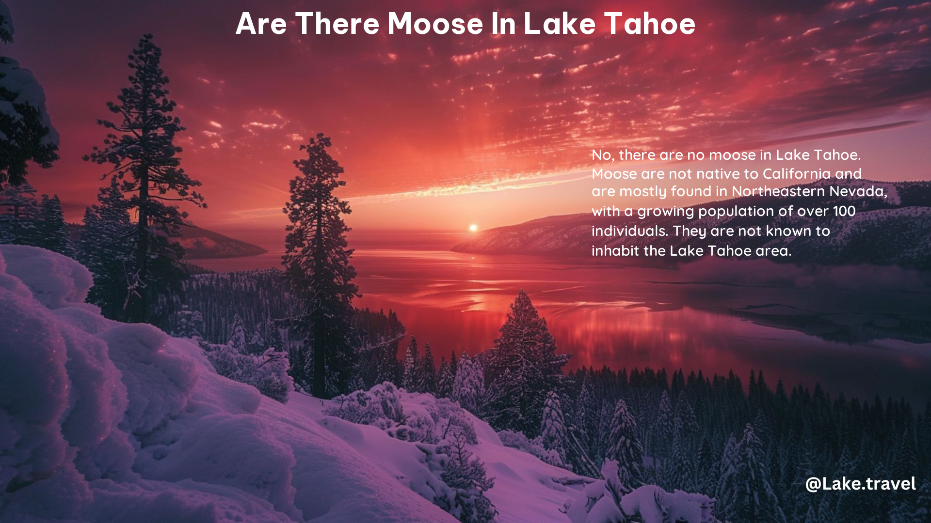 Are There Moose in Lake Tahoe