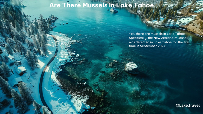 Are There Mussels in Lake Tahoe