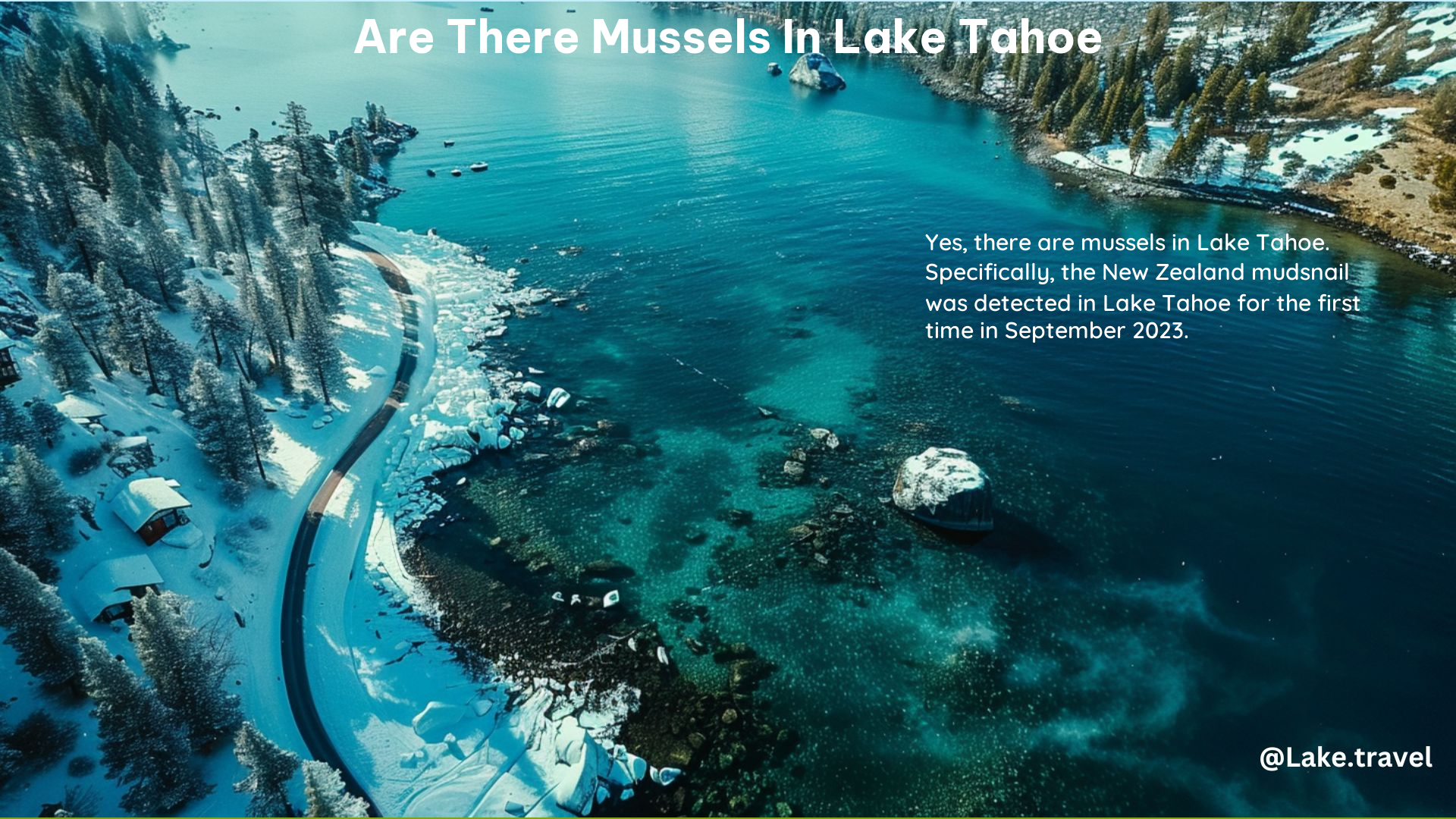 Are There Mussels in Lake Tahoe