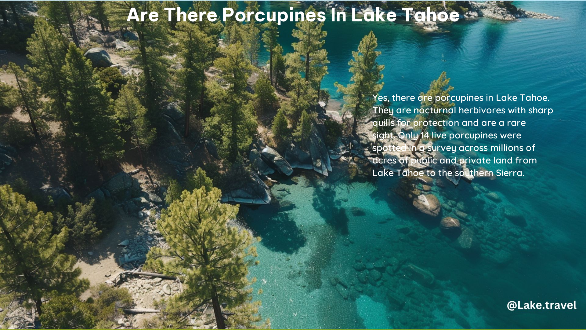 Are There Porcupines in Lake Tahoe