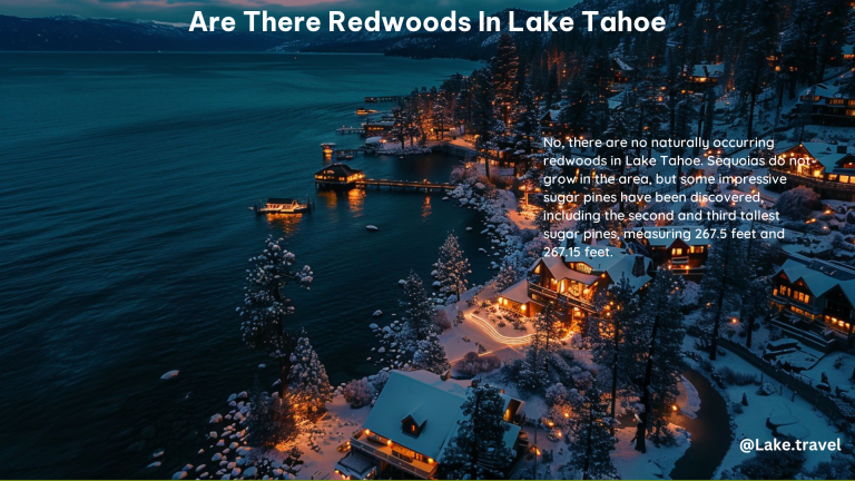 Are There Redwoods in Lake Tahoe