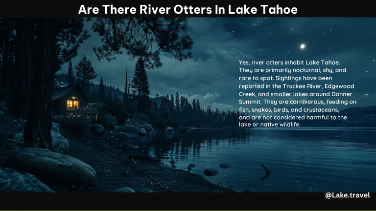 Are There River Otters in Lake Tahoe