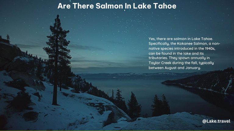 Are There Salmon in Lake Tahoe