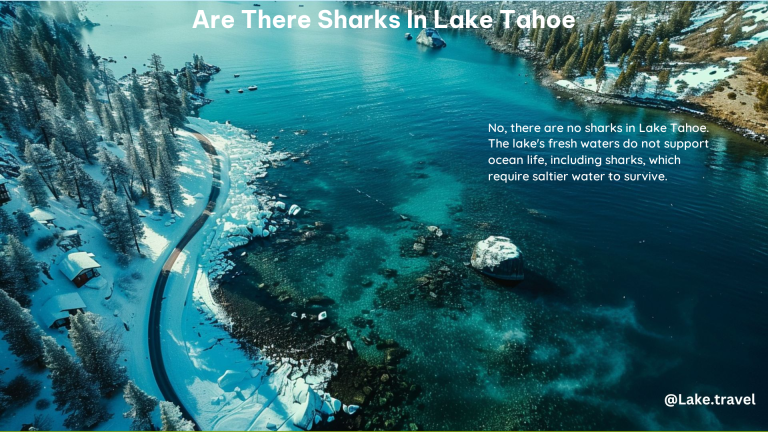 Are There Sharks in Lake Tahoe