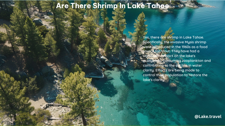 Are There Shrimp in Lake Tahoe