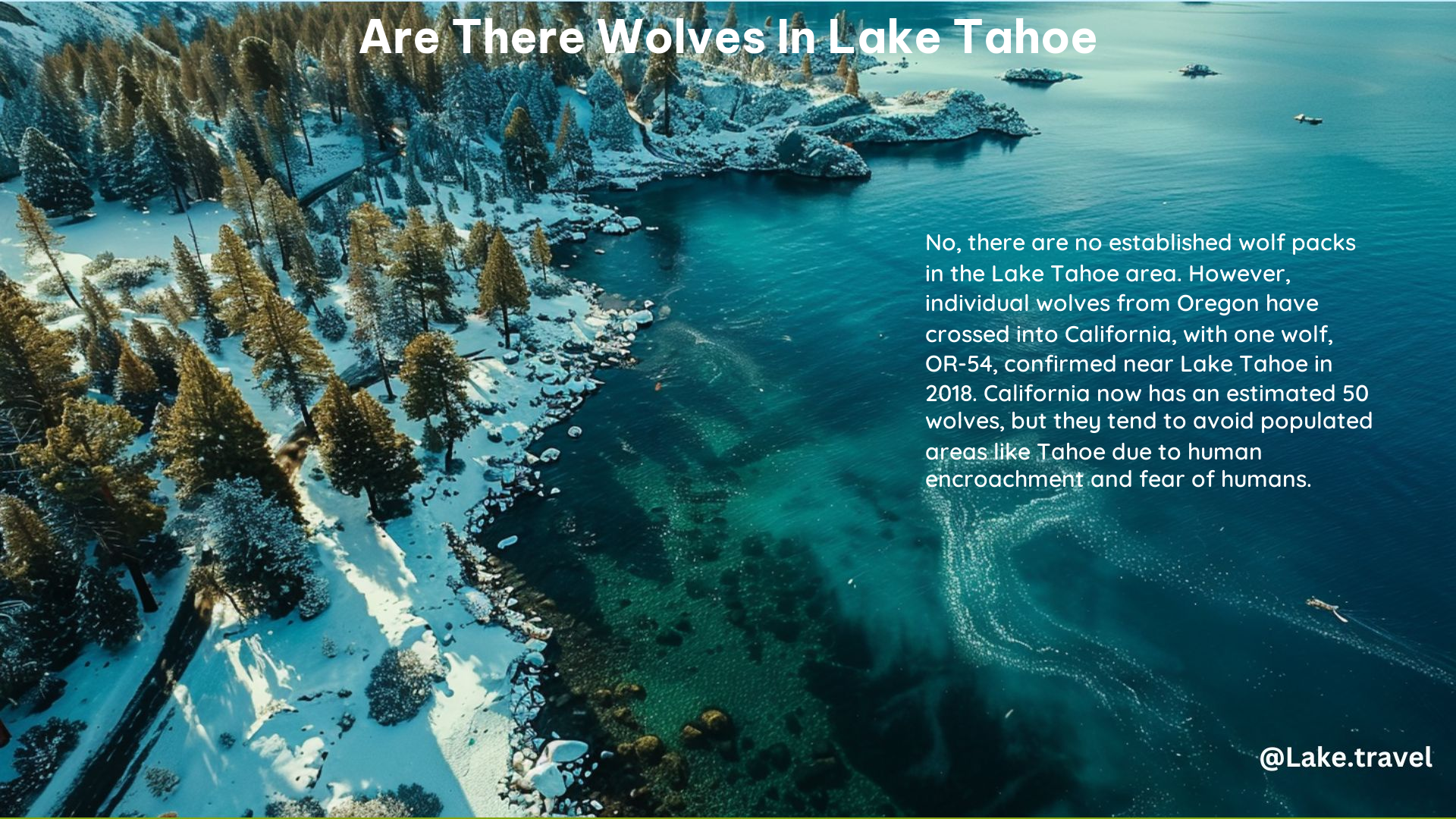 Are There Wolves in Lake Tahoe