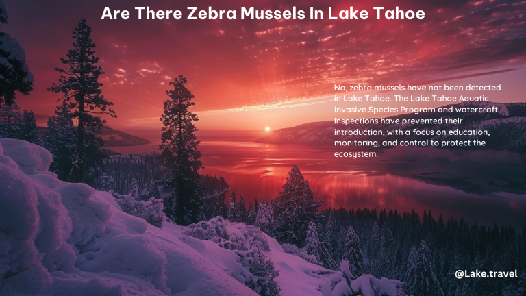 Are There Zebra Mussels in Lake Tahoe