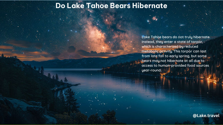 Do Lake Tahoe Bears Hibernate