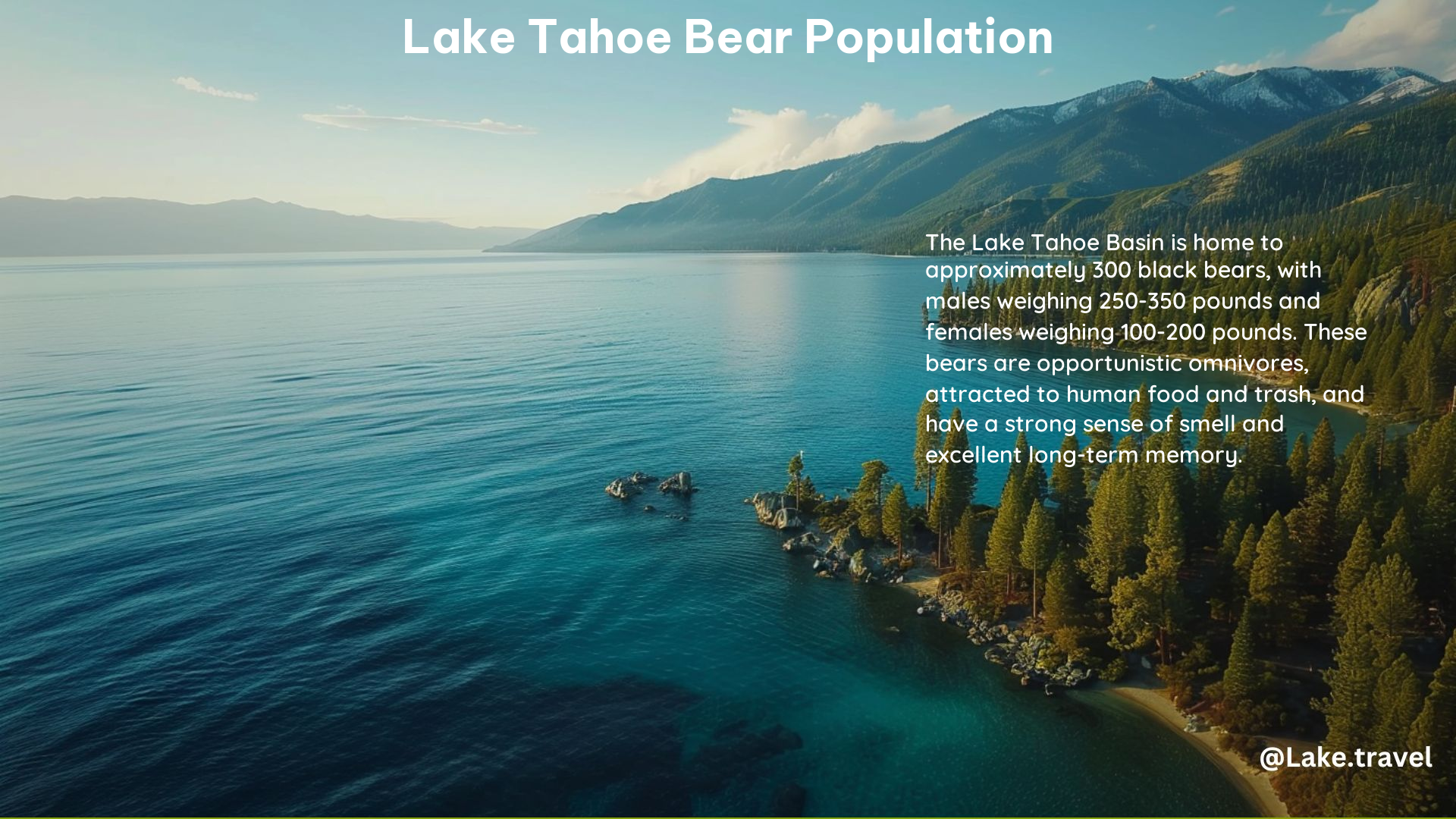 Lake Tahoe Bear Population