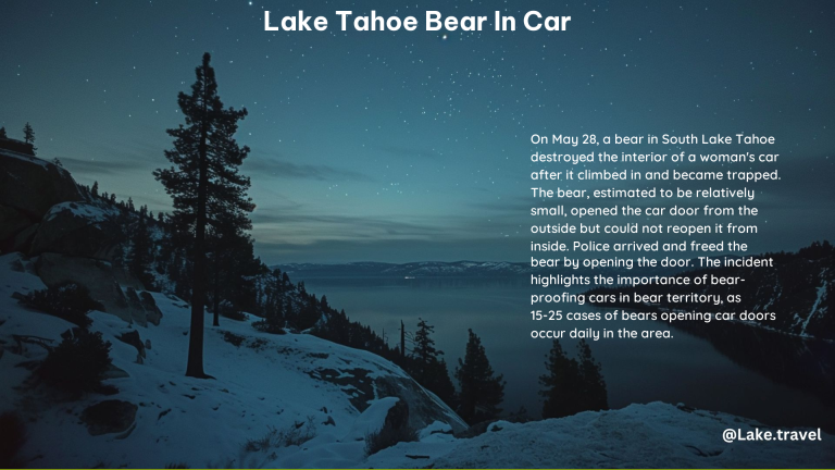 Lake Tahoe Bear in Car