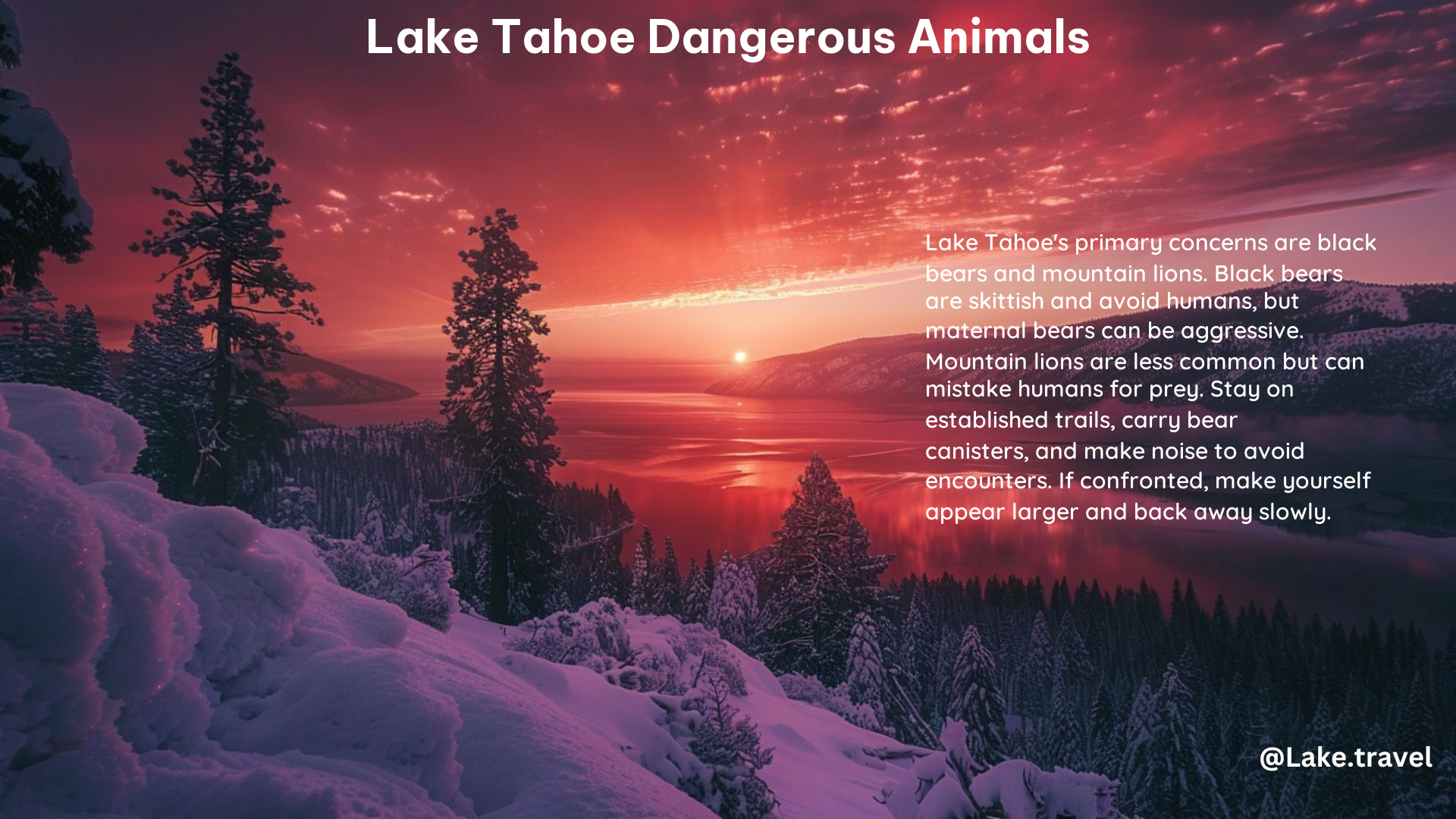 Lake Tahoe Dangerous Animals