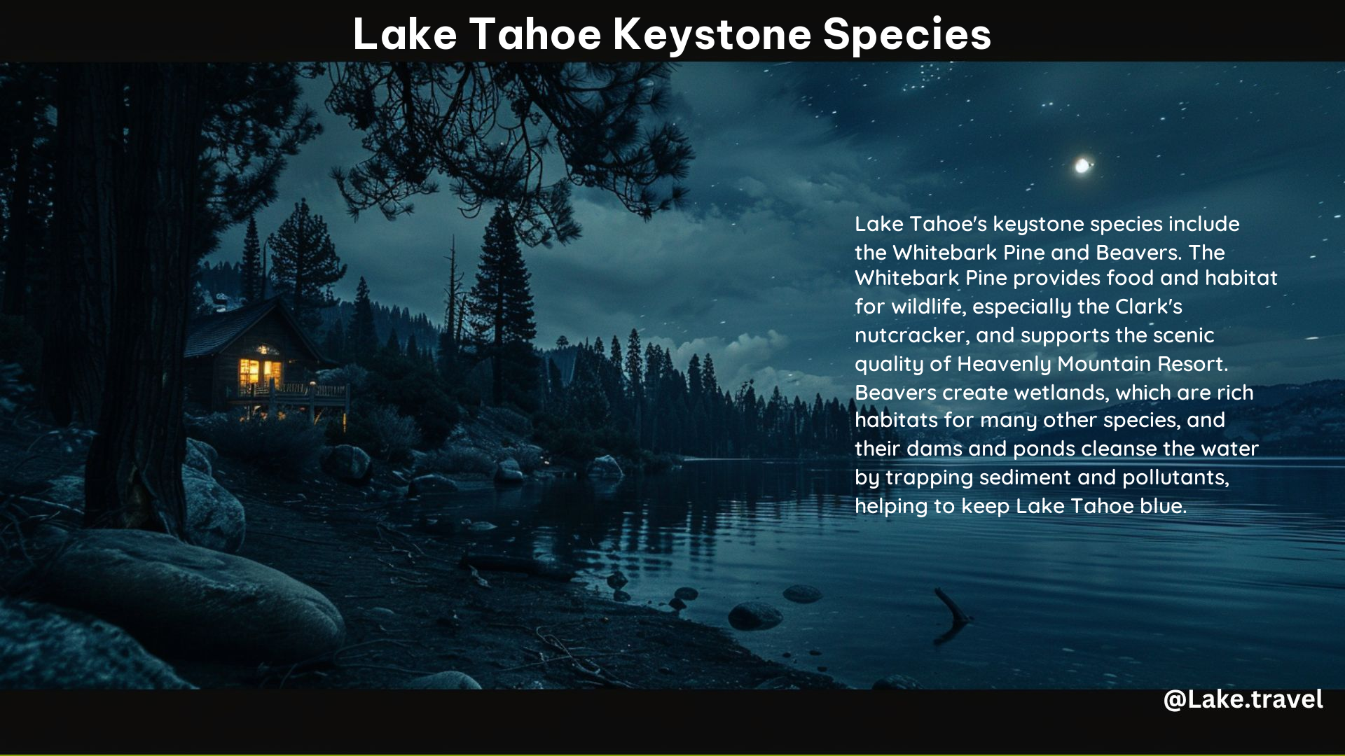 Lake Tahoe Keystone Species