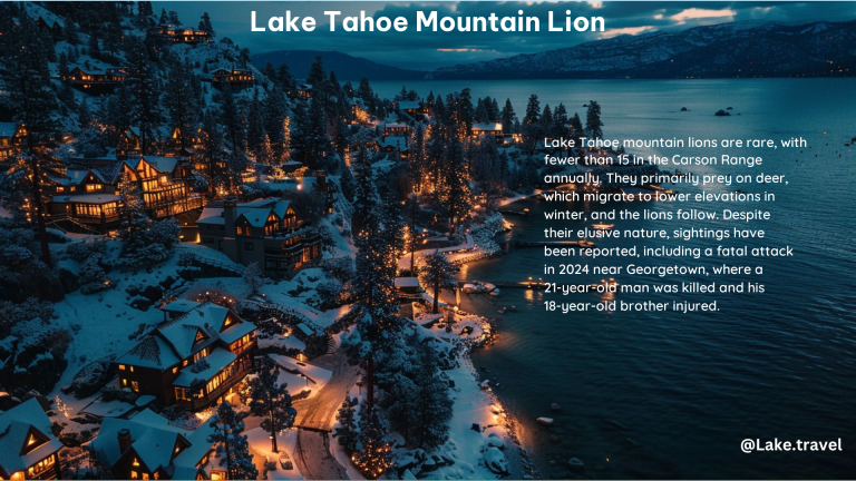 Lake Tahoe Mountain Lion