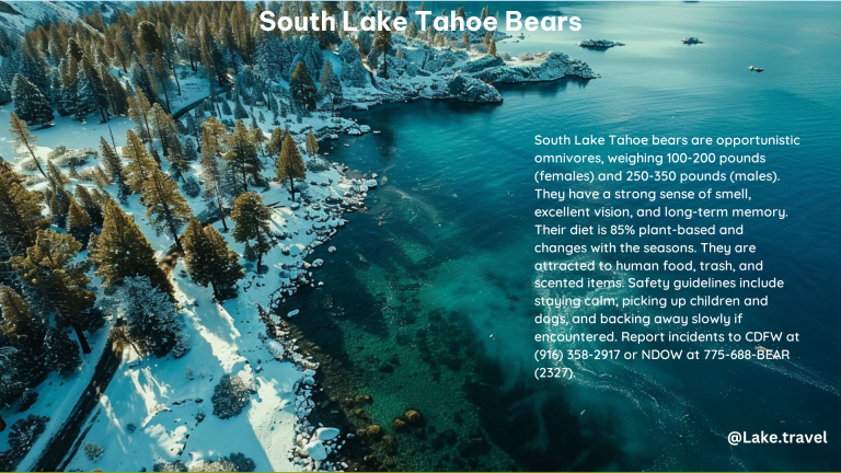 South Lake Tahoe Bears