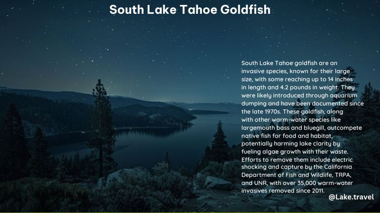 South Lake Tahoe Goldfish