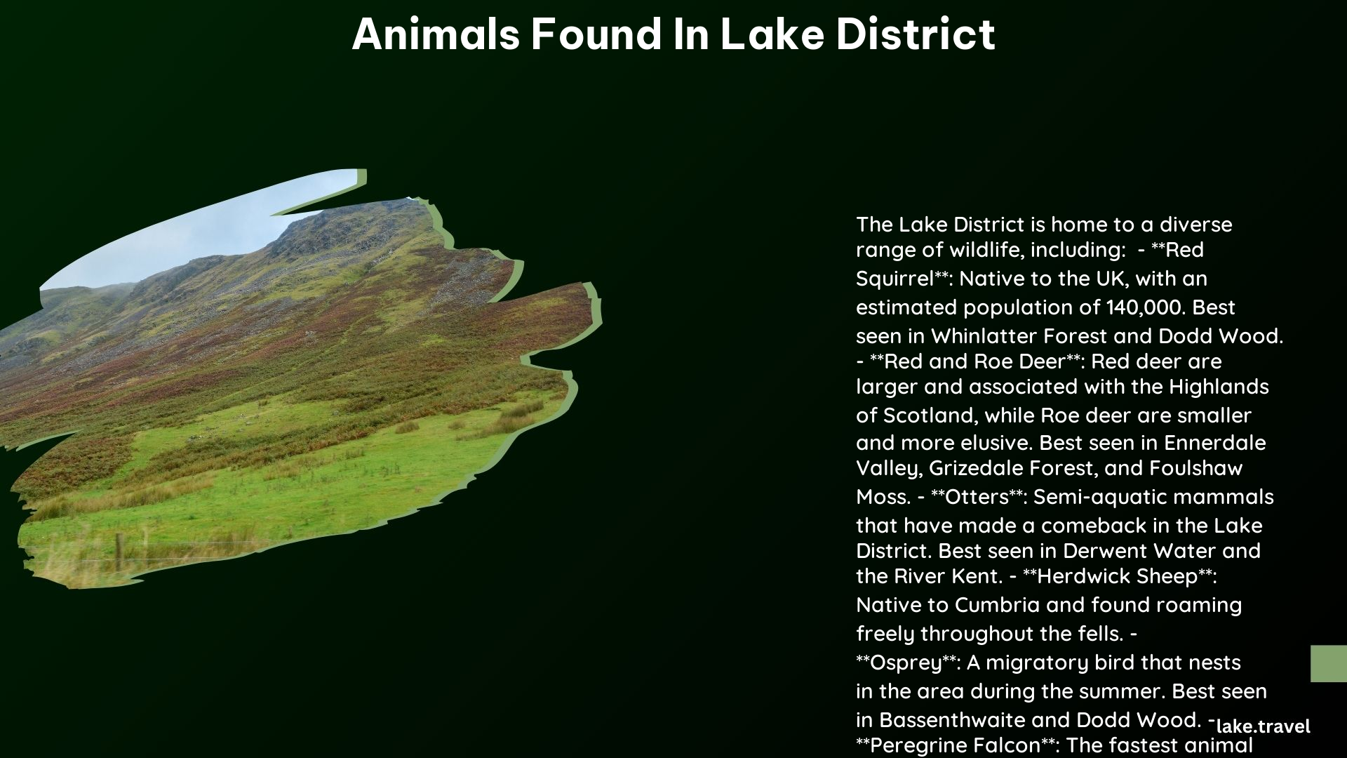 Animals Found in Lake District