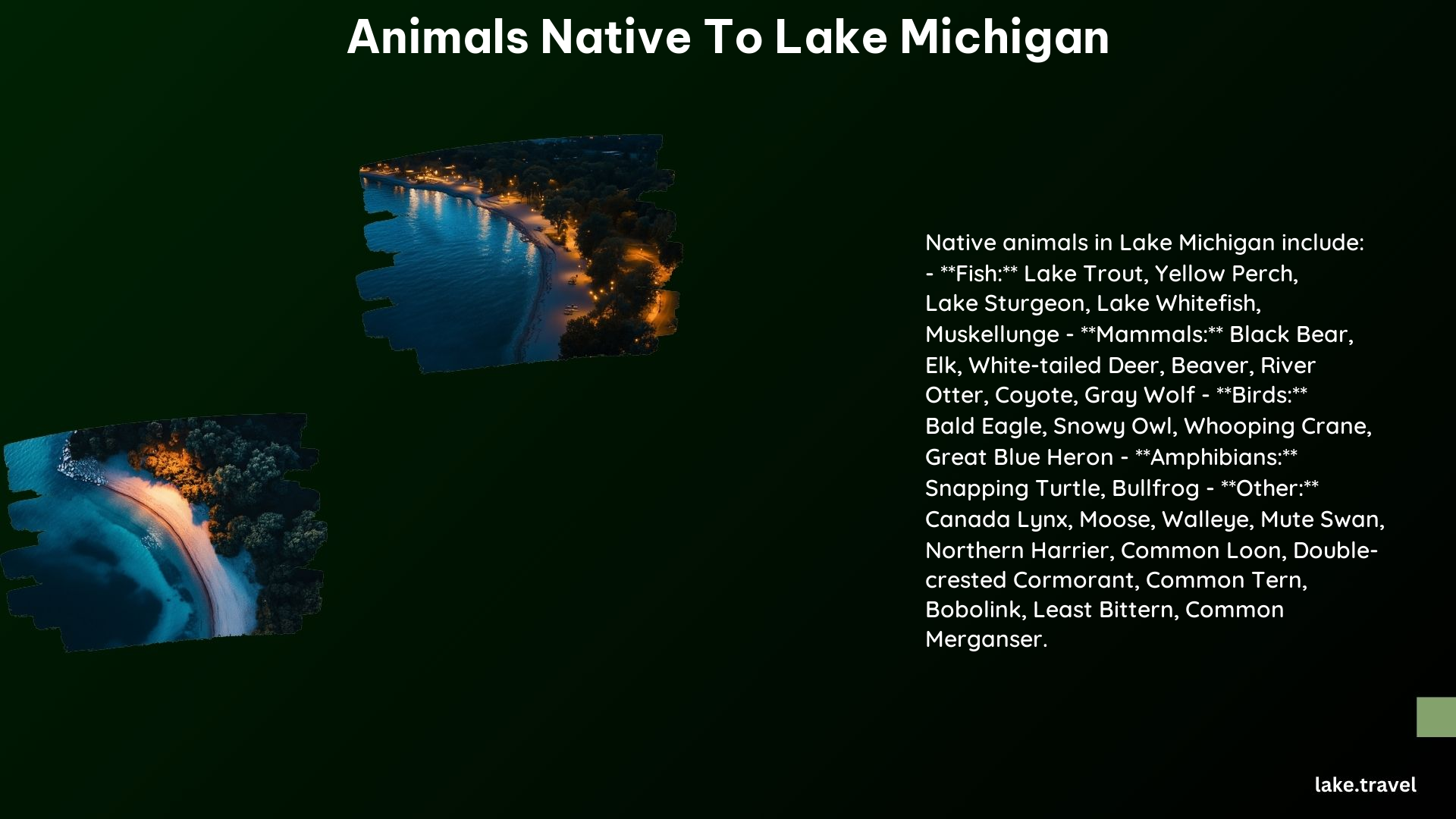 Animals Native to Lake Michigan