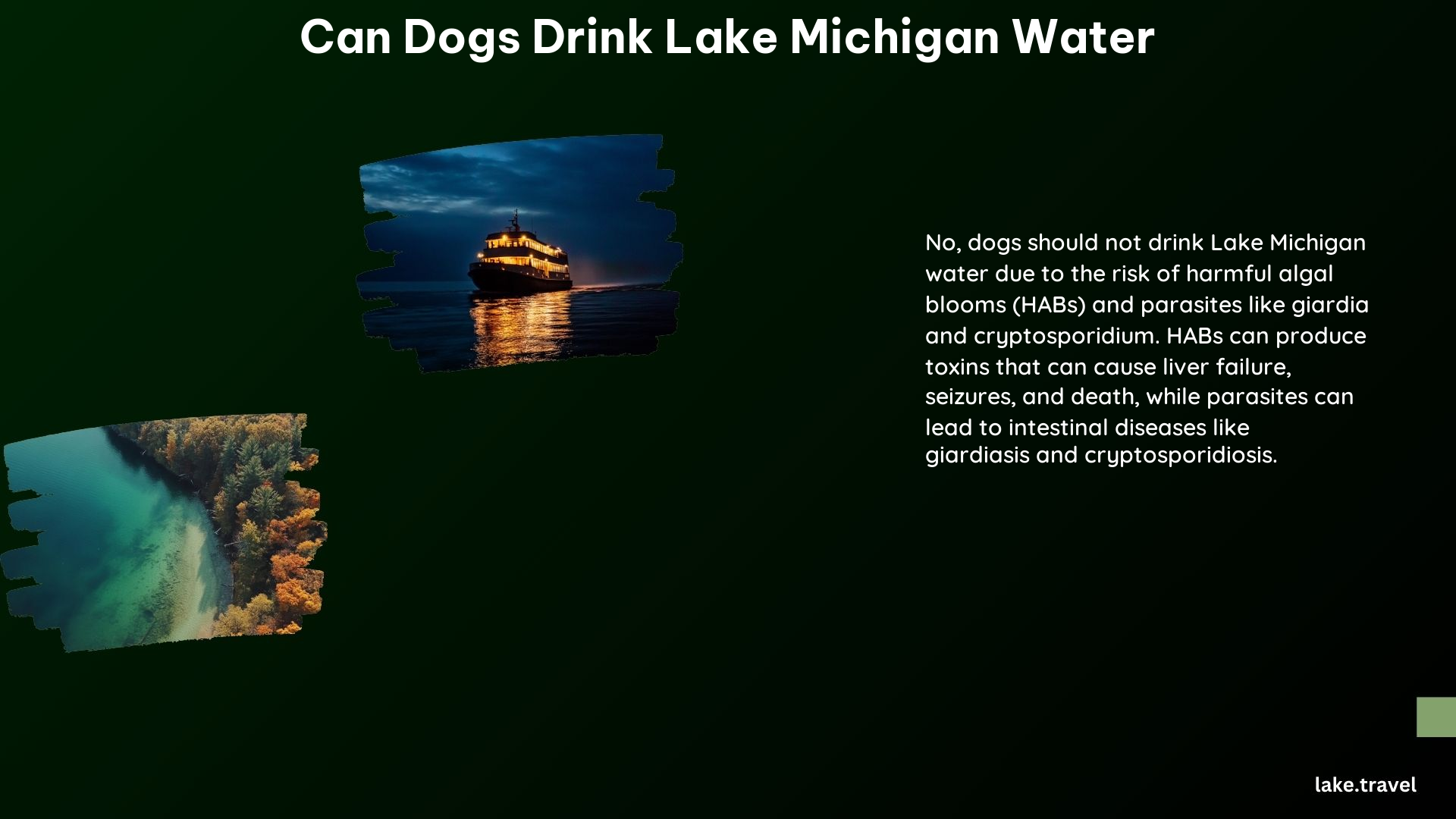 Can Dogs Drink Lake Michigan Water