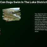 Can Dogs Swim in the Lake District