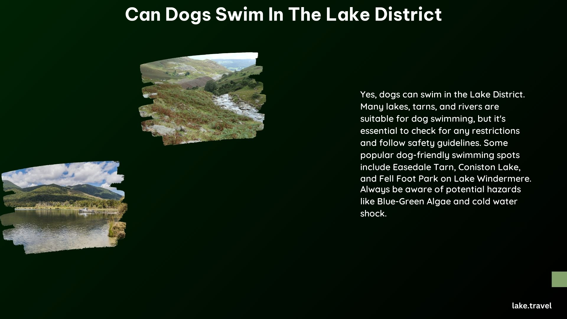 Can Dogs Swim in the Lake District