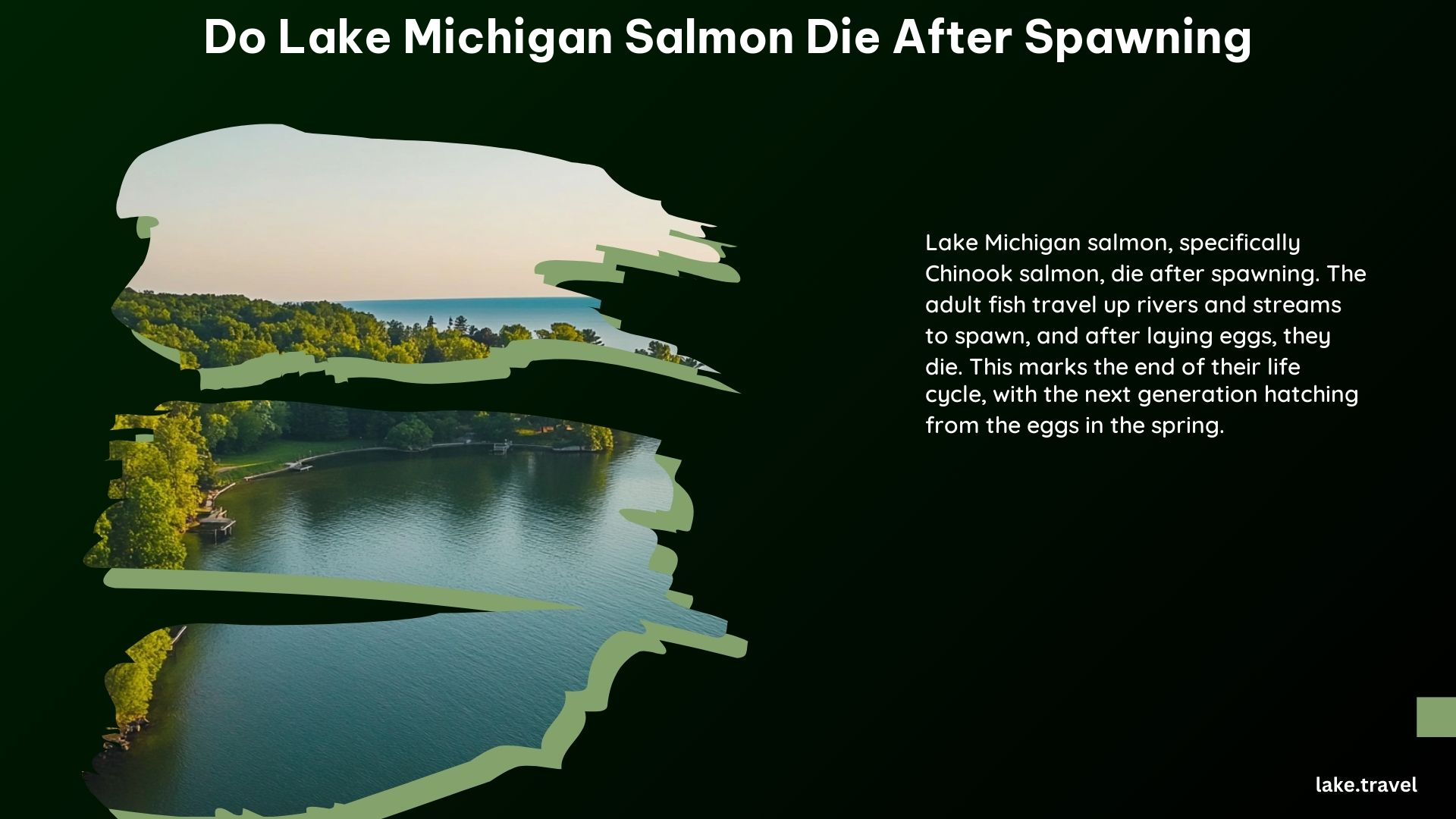 Do Lake Michigan Salmon Die After Spawning