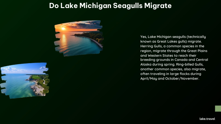 Do Lake Michigan Seagulls Migrate