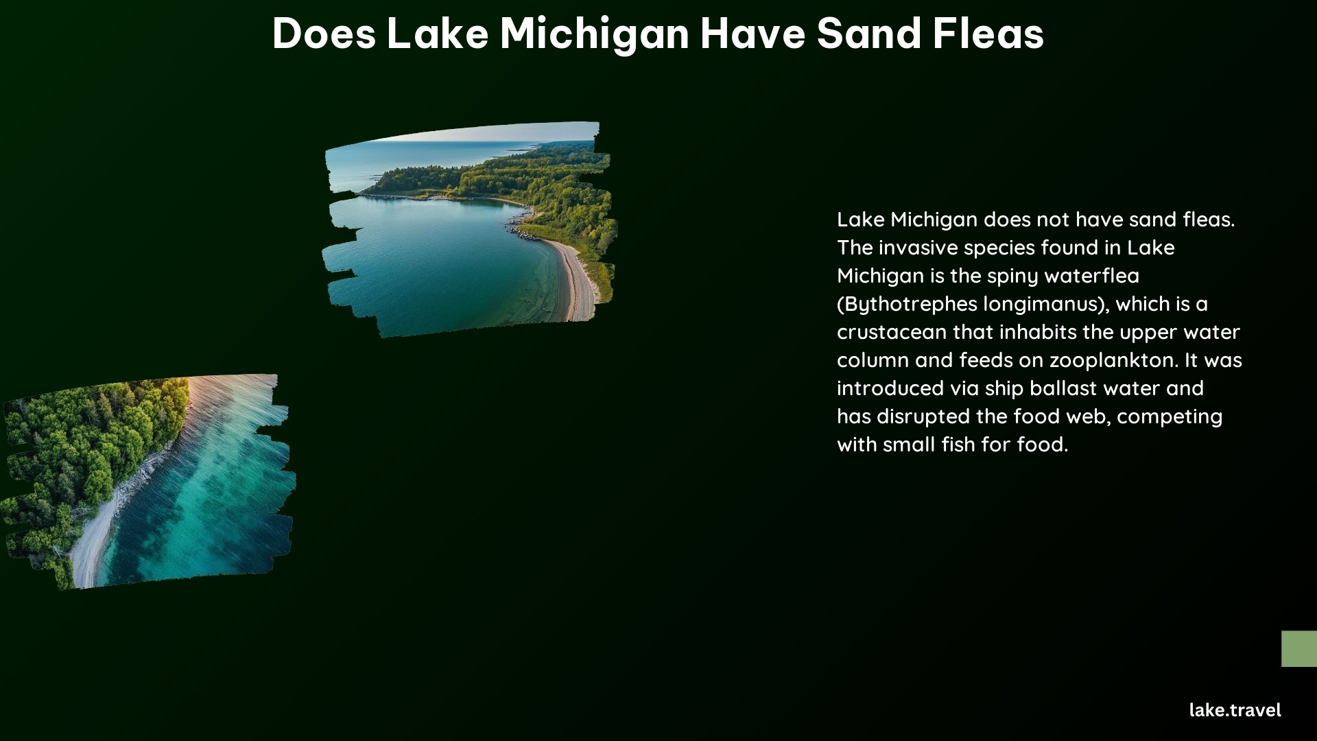 Does Lake Michigan Have Sand Fleas