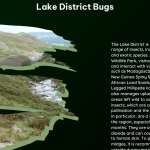 Lake District Bugs