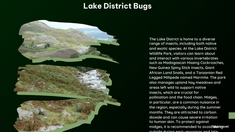 Lake District Bugs