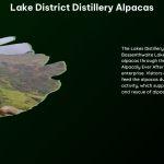 Lake District Distillery Alpacas