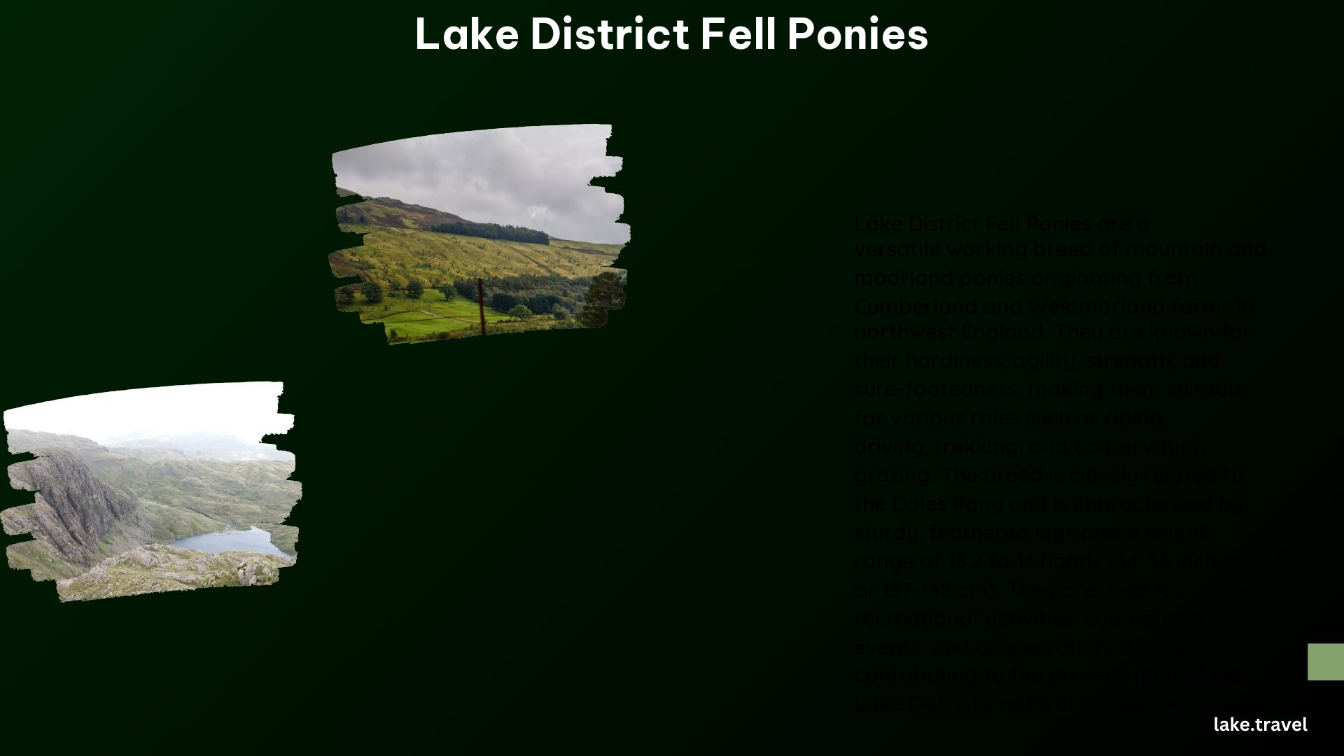 Lake District Fell Ponies