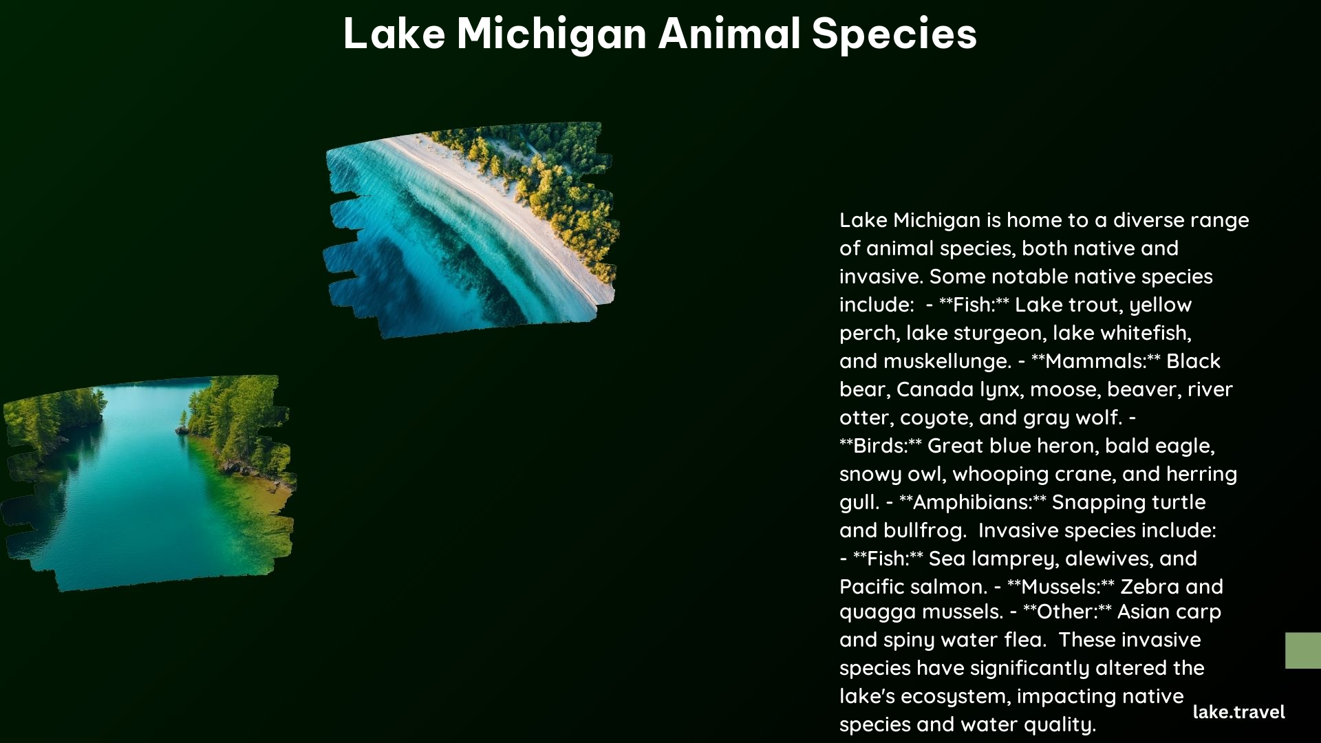 Lake Michigan Animal Species