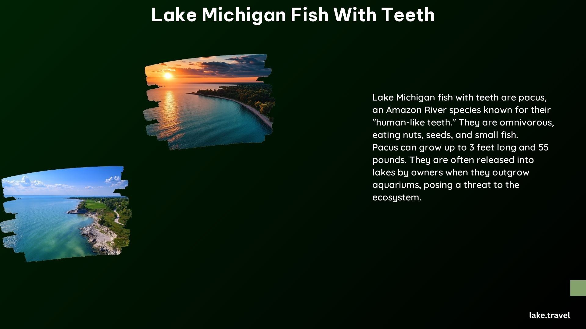 Lake Michigan Fish With Teeth