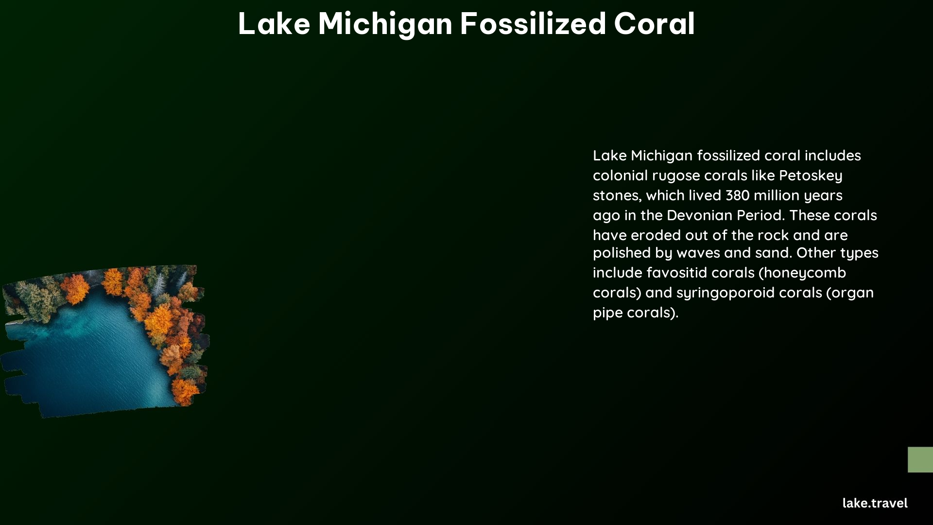 Lake Michigan Fossilized Coral