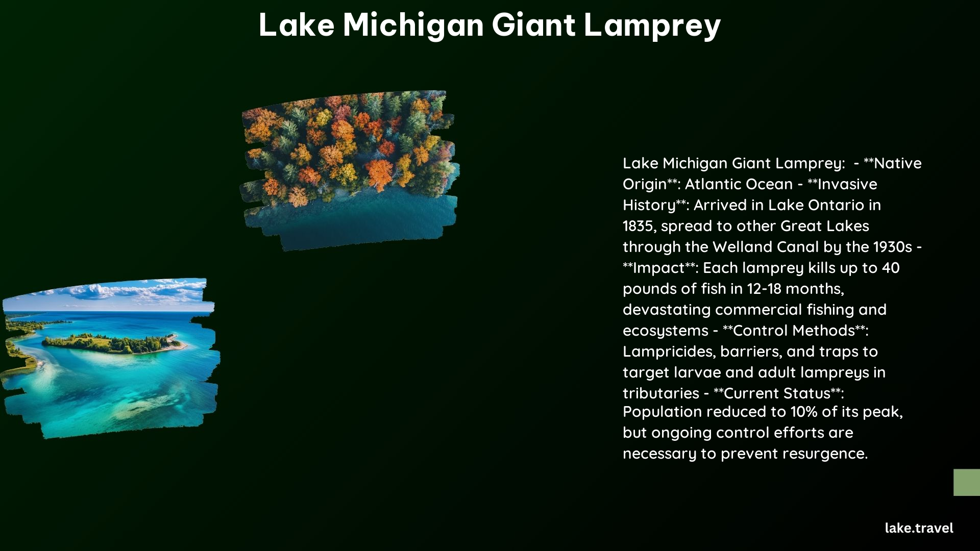 Lake Michigan Giant Lamprey