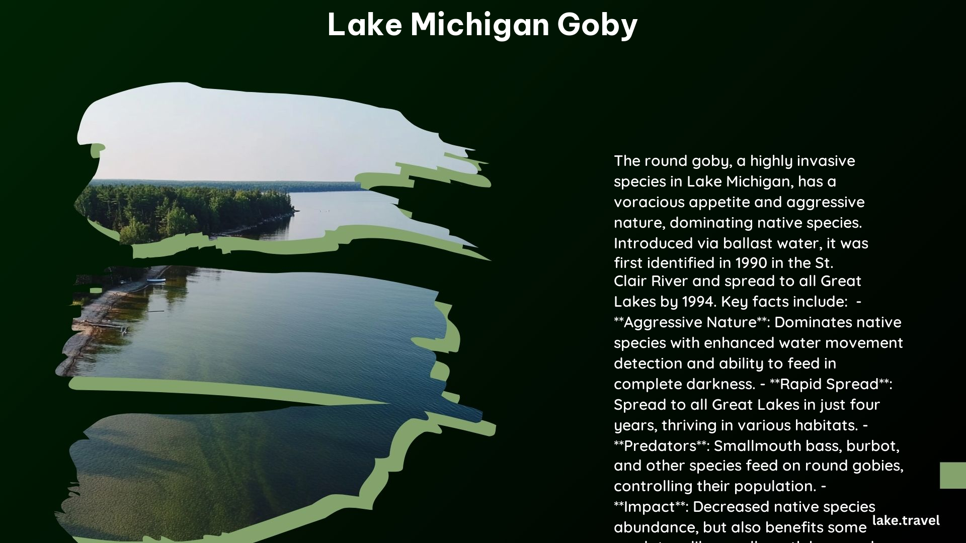 Lake Michigan Goby