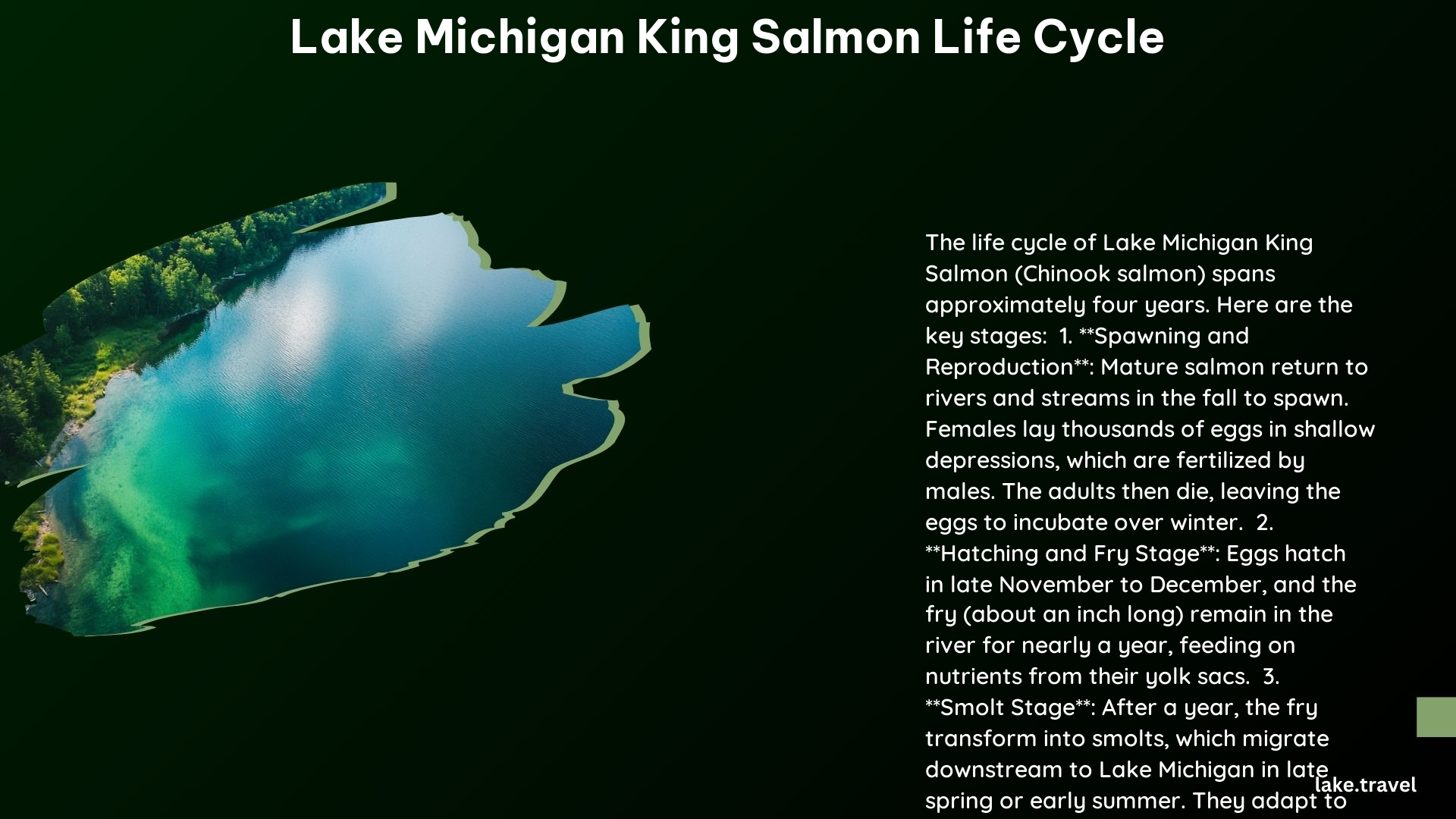 Lake Michigan King Salmon Life Cycle