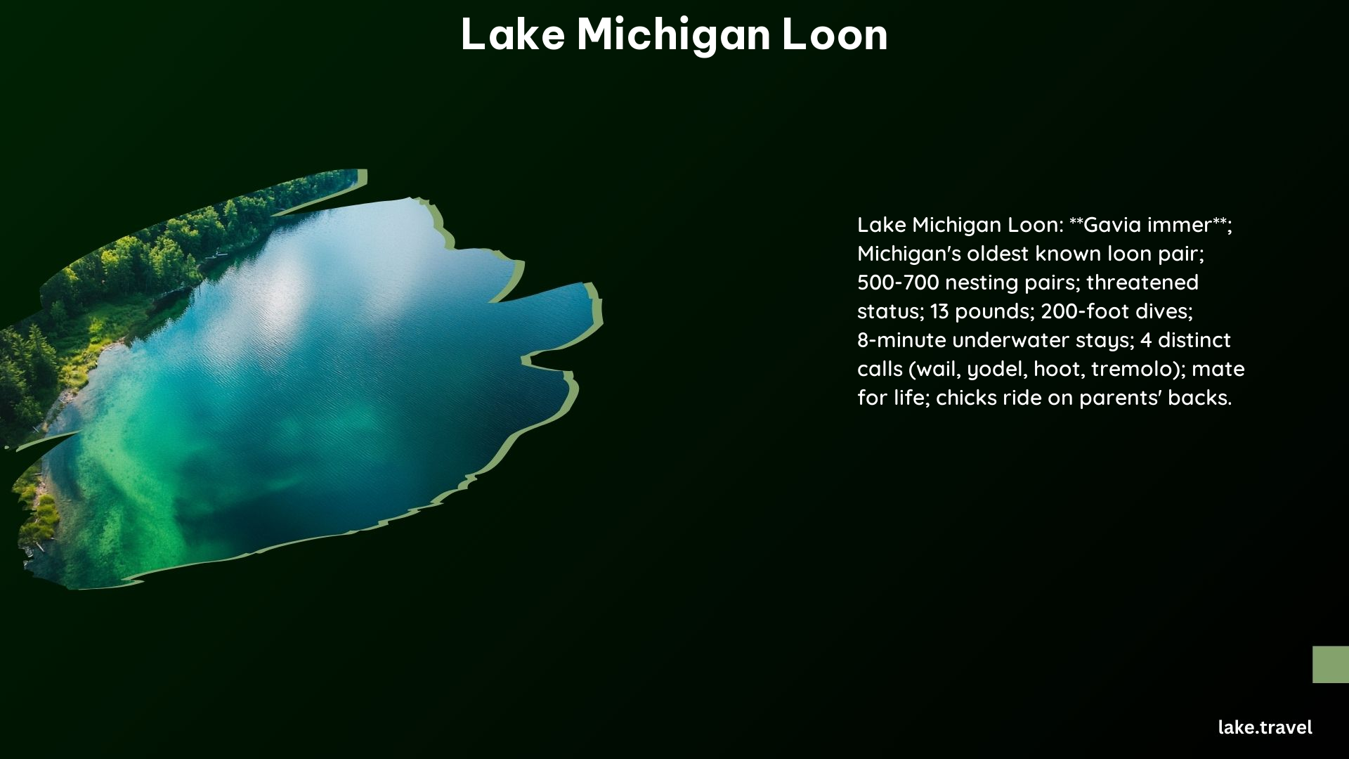 Lake Michigan Loon