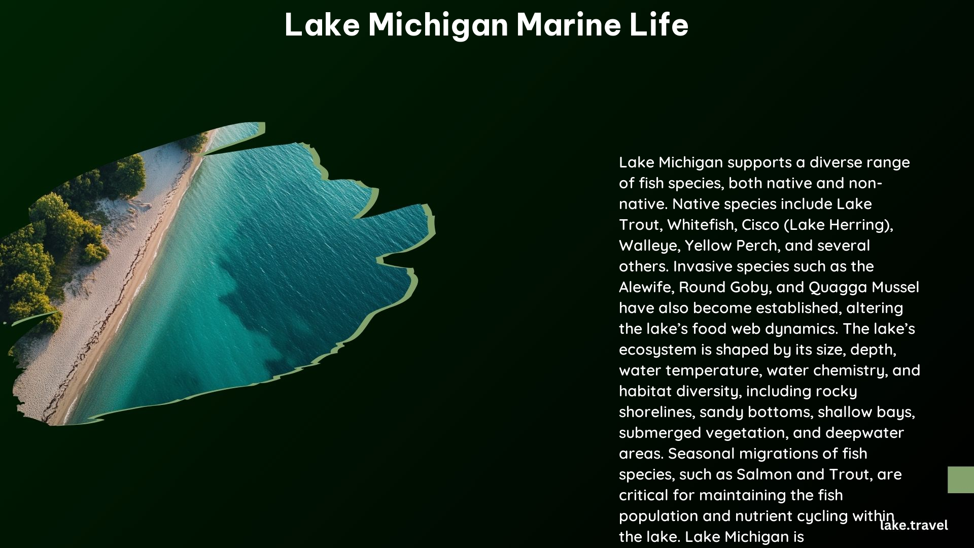 Lake Michigan Marine Life